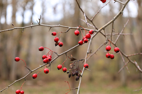 Red berries among a grove of poplars