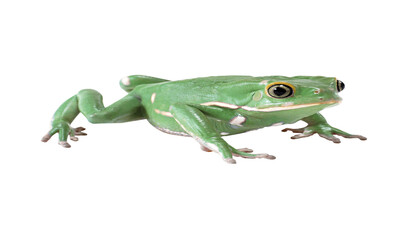 frog , animal vectors