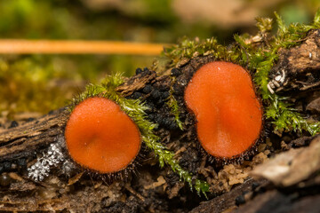 Common Eyelash Cup - Scutellinia scutellata