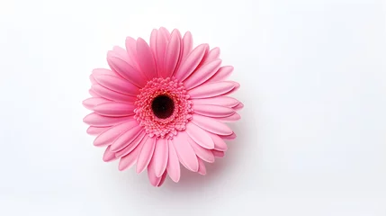 Foto op Canvas Pink flower gerbera isolated on white background. © Ziyan Yang