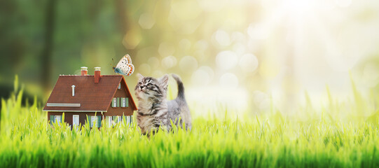Model house and kitten on the grass - obrazy, fototapety, plakaty