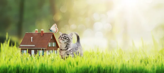 Fotobehang Model house and kitten on the grass © stokkete