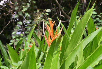 An orange color inflorescence of a parrot's flower is raised up through the leaves