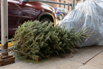 a discarded christmas tree left on a street curb to be picked up with the trash