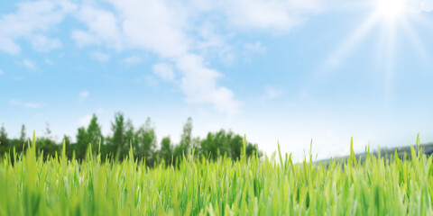 Fototapeta na wymiar Grassland at summer and sun shining background