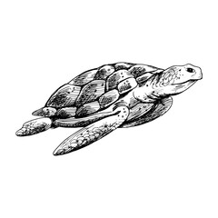 Underwater world clipart with turtle. Graphic illustration hand drawn in black ink. Isolated object EPS vector.