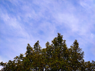 sky and tree