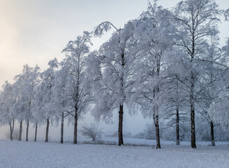 Nebelige Winterlandschaft bei Schlehdorf am Kochelsee, Bayern, Deutschland