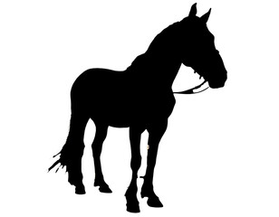 Obraz premium horse silhouette isolated on white background