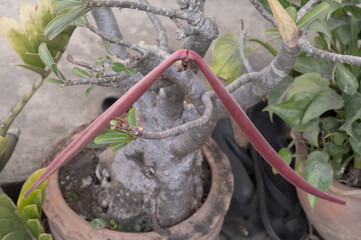 Young fruit of the Adenium tree Young purple pods hang from the Adenium tree.