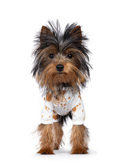 Cute little black and tan Yorkshire Terrier dog puppy, standing facing front wearing pyjama. Looking towards camera. Isolated on a white background.