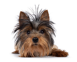 Cute little black and tan Yorkshire Terrier dog puppy, laying down facing front. Looking towards camera. Isolated on a white background.