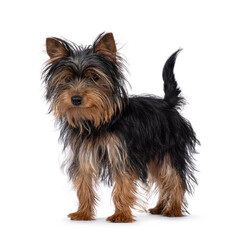 Cute little black and tan Yorkshire Terrier dog puppy, standing diagonal. Looking down and away...
