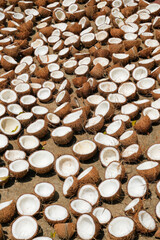 A lot of broken coconuts, halves of coconuts drying in the sun