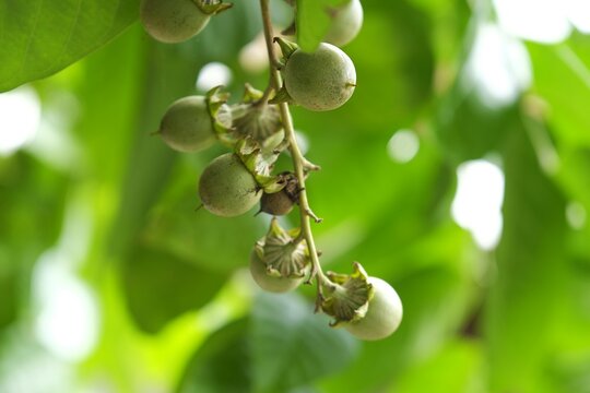 Unripe Matoa fruit hangingfrom branches. Pometia pinnata