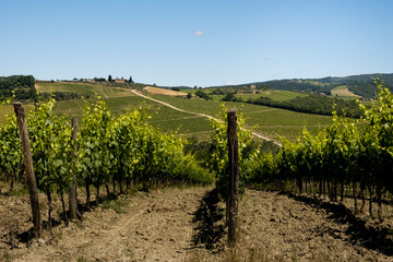 Fototapeta na wymiar Vineyards of sangiovese in tuscany near Castellina in Chianti