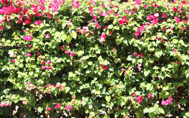 Fototapeta premium Tree wall, green leaves, pink flowers