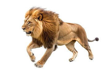 Obraz premium Running Lion Isolated on white
