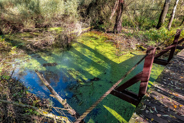 Beautiful autumn nature with a wooden bridge over the swamp of t