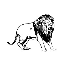 black and white sketch of a lion with a transparent background