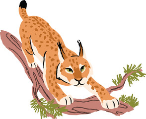 Vector illustration of a lynx, bobcat sneaking along a pine tree branch on white background