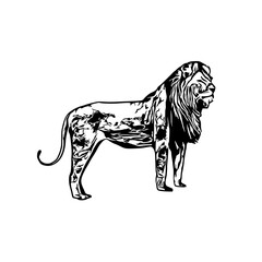 black and white sketch of a lion with a transparent background