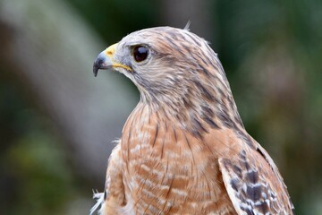 red-shouldered hawk bird head close