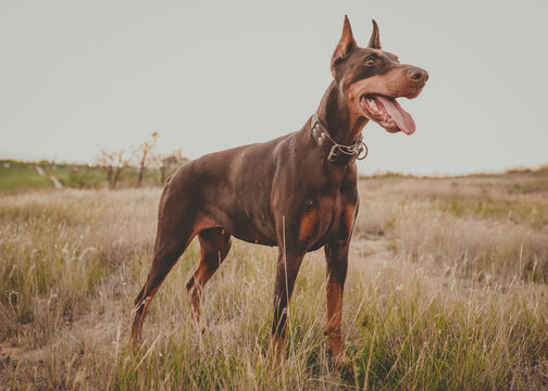 Graceful Guardian: Majestic Doberman Posing in Natural Splendor. Perro doberman posando elegante