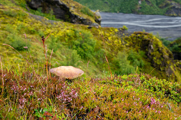 The picturesque landscape with wild mushroom boletus on a famous Laugavegur hiking trail. Icelandic landscape of mountains, riverbed and springs in cloudy weather. Iceland in august. Horizontal crop