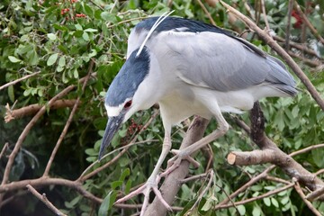 black-crowned night heron bird walking on tree downed