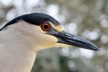 close up of black crowned night heron bird