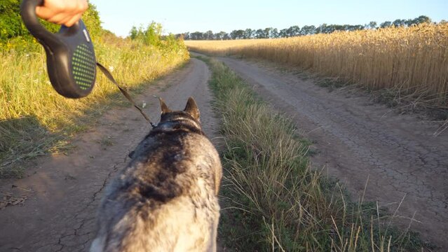 Cute siberian husky dog pulling the leash while walking along road at field on sunset. Beautiful domestic animal going along trail near meadow. Summer nature landscape at background. POV Close up