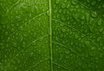 Dew on the leaves