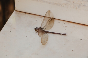 dragonfly closeup on white background