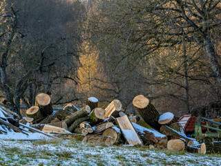 Frisch gesägtes Brennholz © focus finder