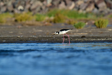  Southern Stilt, Himantopus melanurus in flight, La Pampa Province, Patagonia, Argentina