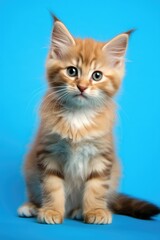 Cute cat on coloured studio background.