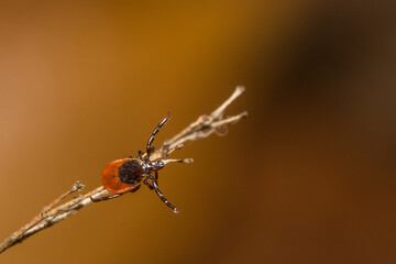 Deer Tick Questing - Ixodes scapularis