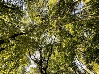 sun light beam in a mysterious forest in the mountains with leaves and trunks