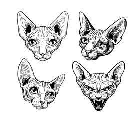 Sphinx cat, hairless cat, oriental, vector black and white illustration, elements for print design for t-shirt, tattoo