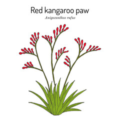 Red kangaroo paw (Anigozanthos rufus), ornamental plant - obrazy, fototapety, plakaty
