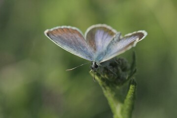 butterfly on a flower