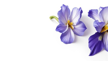 Beautiful Iris flowers on white surface