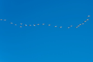 large flock of pelicans flying in formation near Sandwich Harbour, Namibia