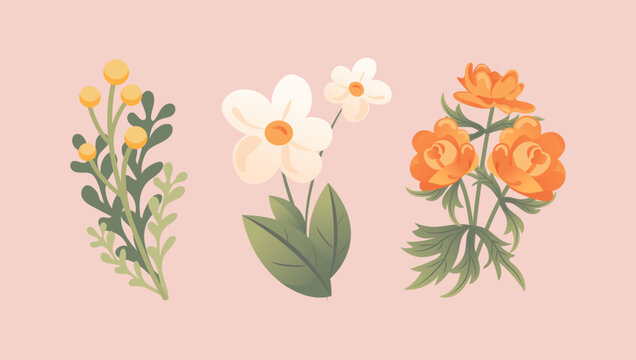 Set of delicate spring wildflowers. Trollius, immortelle, chamomile. In cartoon style for stickers, posters, postcards, design elements