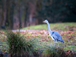 The grey heron. She stands on the shore and looks around