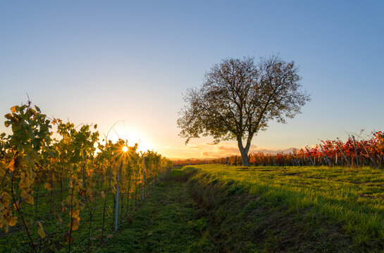 the sun is setting over a vineyard with vines in the foreground
