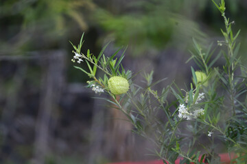 Cotton flowers are round and have green hair
