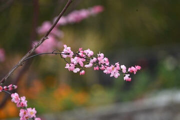 Colorful replicas of cherry blossoms in the garden