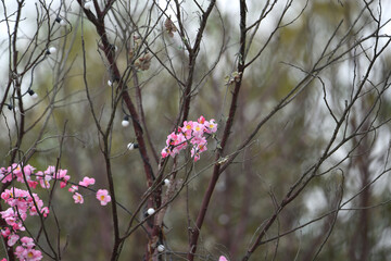 Colorful replicas of cherry blossoms in the garden